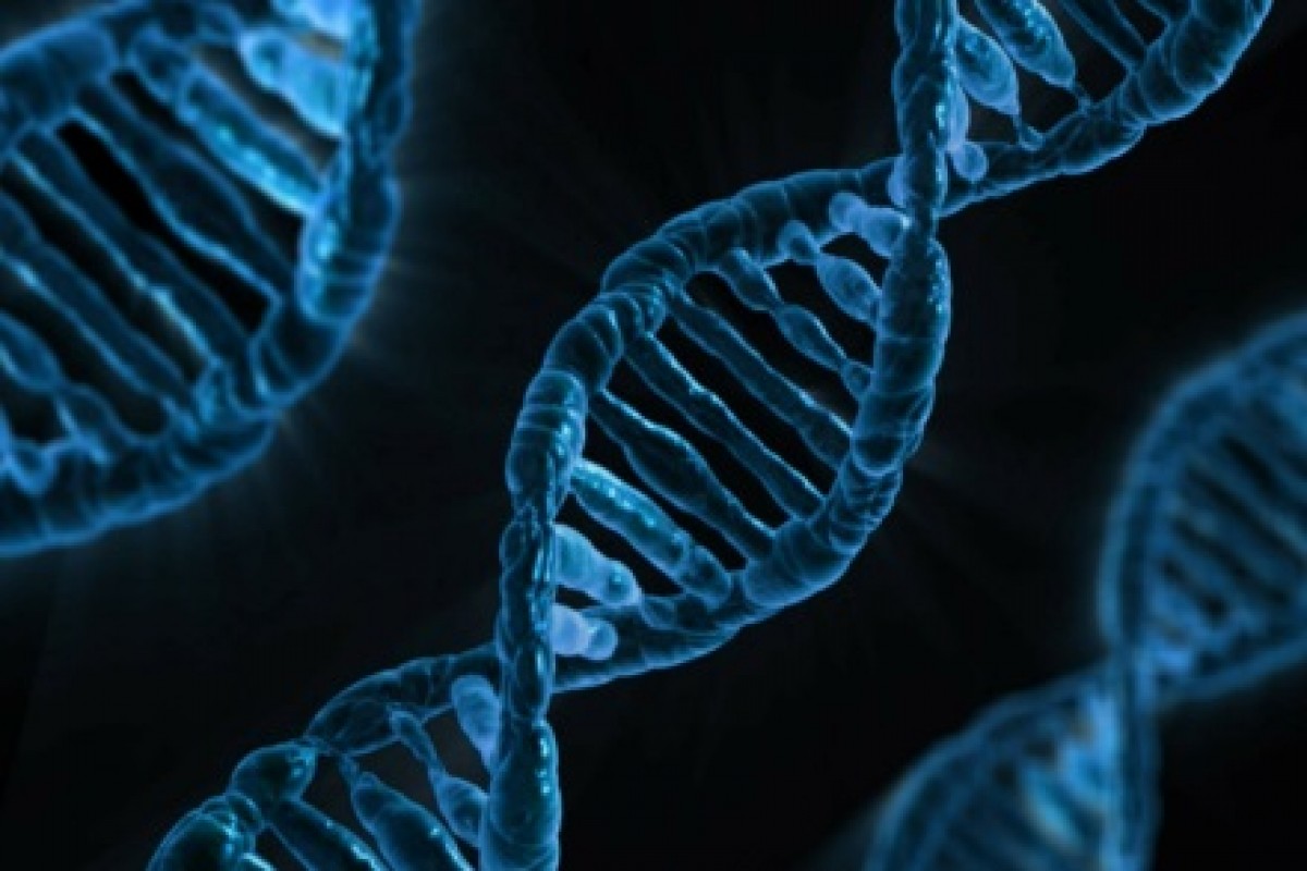 Генетические анализы